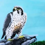 thegallery a rapter sits ontop of a cliff gazing for prey