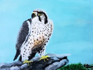 thegallery a rapter sits ontop of a cliff gazing for prey