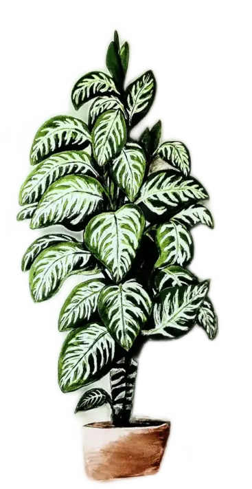 design services_giant dumbcane plant
