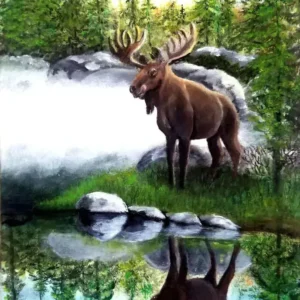 Northern Moose